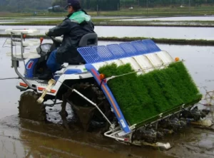 Transplanter