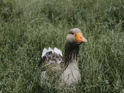 duck in grass
