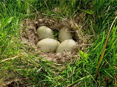 chicken eggs in a nest