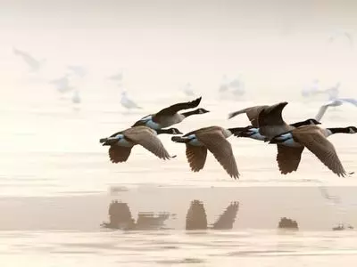 geese flying over water