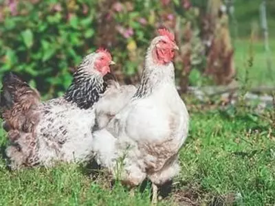 Two chickens in the grass