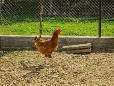 Brown chicken outside with fence in back
