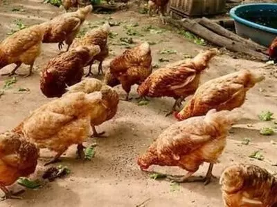 A group of brown chickens outside in the dirt