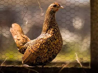 chicken in front of fence