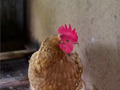 One chicken in a stairway