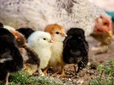 chicken and chicks