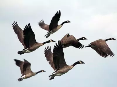 A group of geese flying in the sky