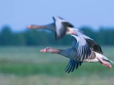 geese flying