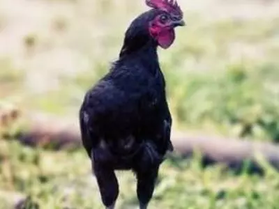 Black chicken standing up
