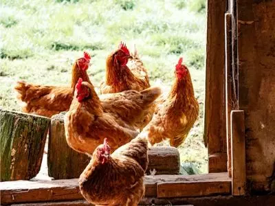 What Temperature Is TOO HOT For Chickens