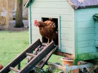 Chicken in a green coop
