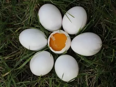 chicken eggs in a group with one open