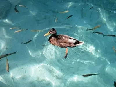 duck in water with fish