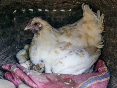 chicken sitting with her chicks
