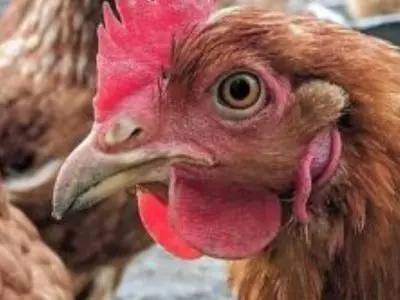 Up close of a brown chicken face