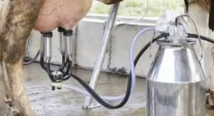 milking cow by machine