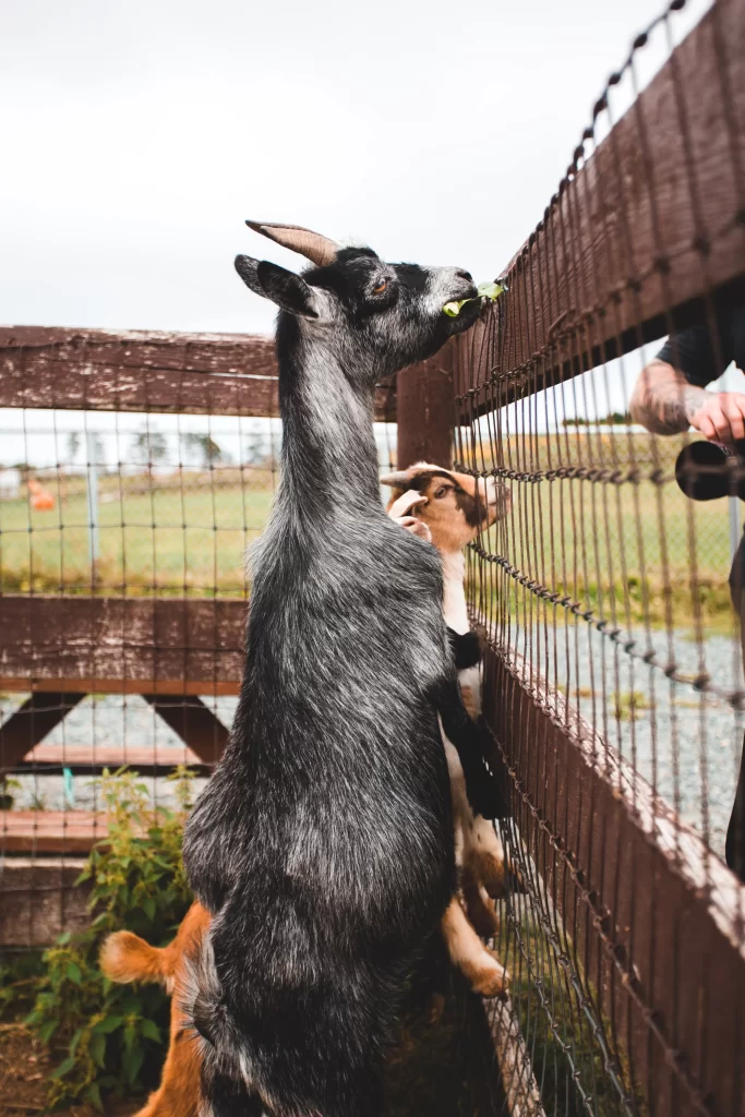 When Is It Too Late To Band A Goat? And Why You Can't Wait