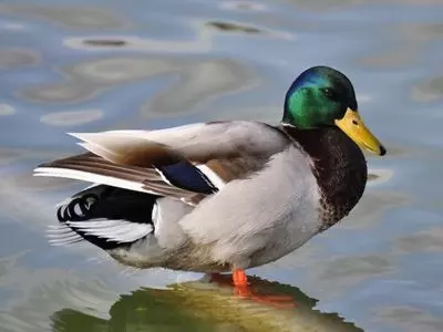 Ducks generally weigh less than 5 pounds, but some can be 9 to 12 pounds!