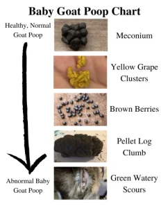 Baby goat poop chart