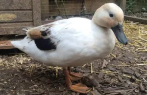 Bantam Ducks