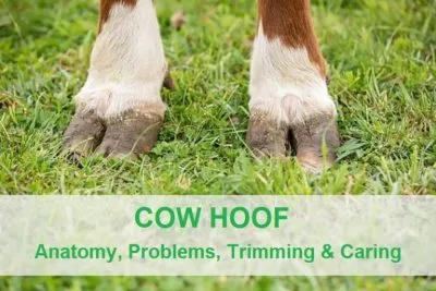 Cow Hoof Anatomy, Problems, Trimming Caring