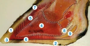 Cow hoof anatomy