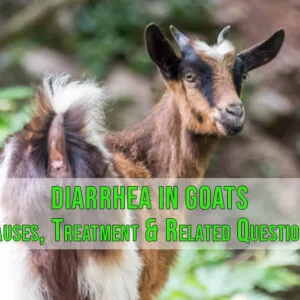 Diarrhea In Goats - Causes, Treatment & Related Questions