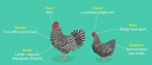Difference Between Barred Rock Rooster and Hen