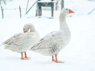 geese in snow
