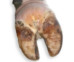 Foot Rot (Hoof Rot)