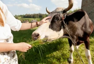 good feeding for cow