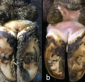 Heel Erosions (Under-run Heels)