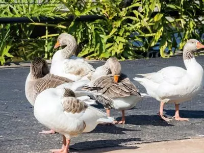 geese walking in a group