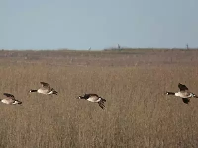 geese flying over field