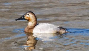 Canvasback Duck