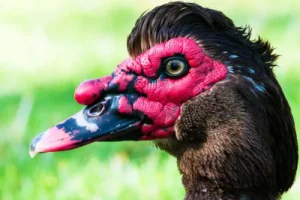 Muscovy ducks