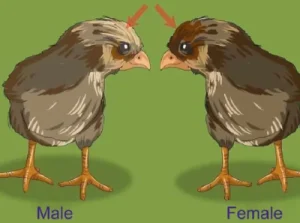 Sex A baby Chicks by comb