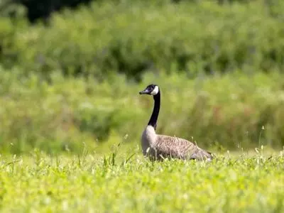 goose in the grass