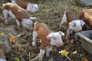 baby hereford pigs