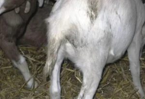 how to diagnosis diarrhea in goats