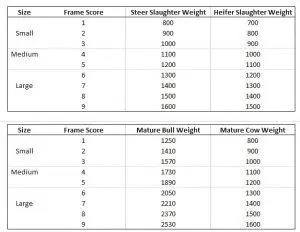 Frame Scores