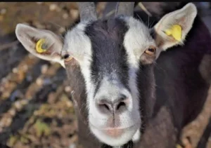 goats can see colors
