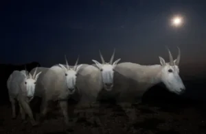 goats in the dark