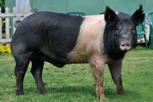 The Hampshire Pig