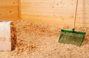 Keeping the goat bedding always clean helps prevent diarrhea