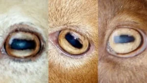 other animals have rectangular pupils