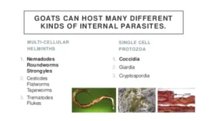 parasites in goat