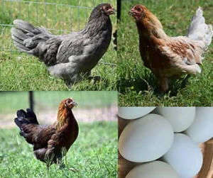 prairie bluebell egger Hen vs Rooster