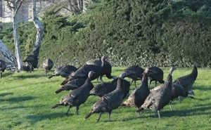 rafter of turkeys