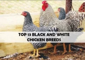 top 13 black and white chicken breeds